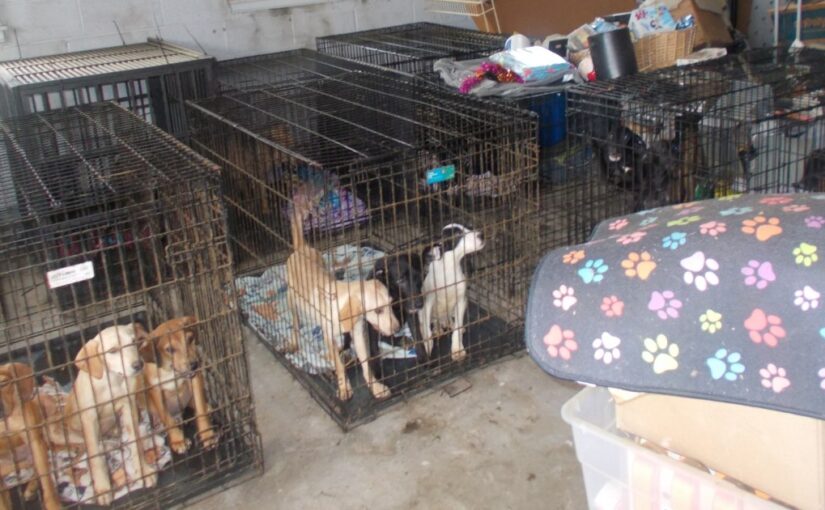 30 dead dogs, 90 alive but in inhumane conditions found at Ohio animal rescue