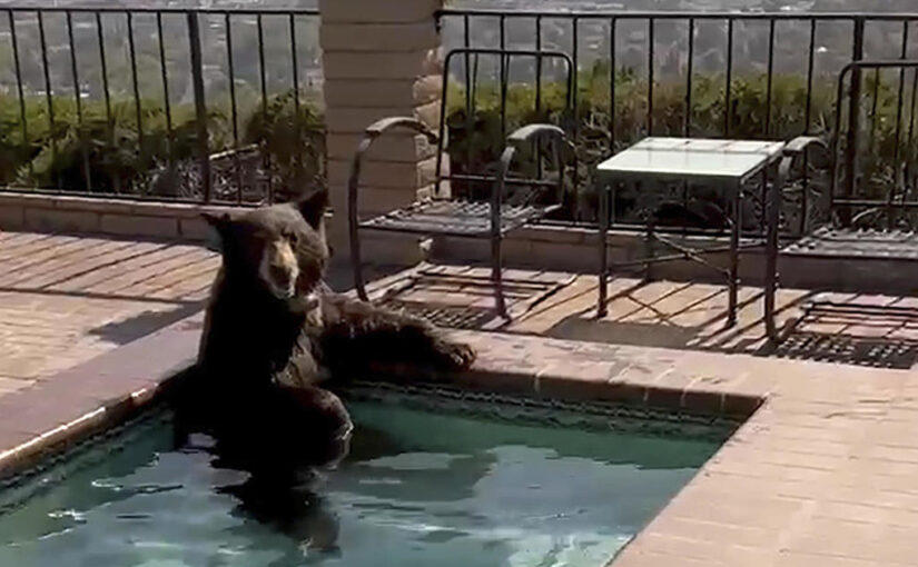 Bear takes dip in backyard Southern California hot tub amid heat wave