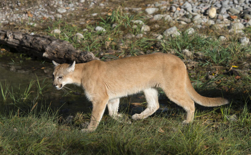 Cougar attacks 8-year-old camper at Olympic National Park