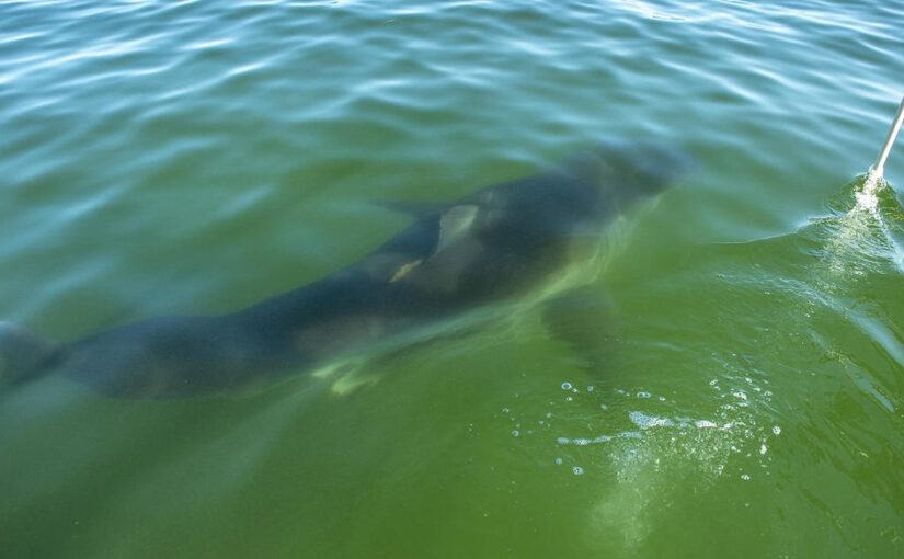 Cape Cod experiencing “white shark abundance,” scientists say