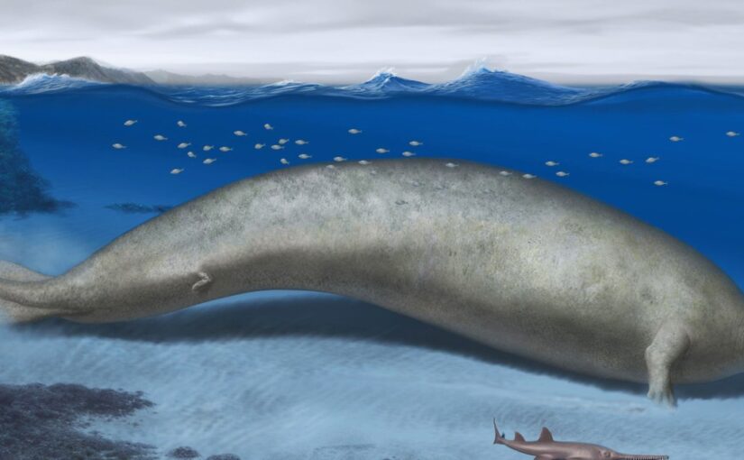 The heaviest animal ever? Ancient whale found in Peru desert