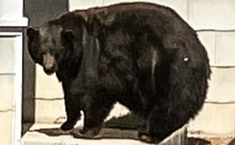 ‘Hank the Tank,’ the 500-pound black bear wanted for Tahoe break-ins, heads to new home
