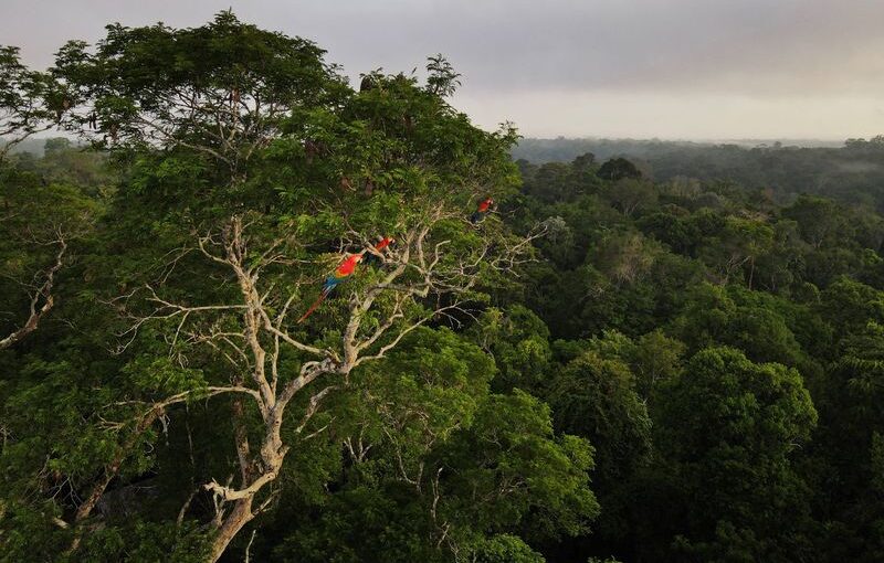 Amazon nations to set up rainforest science panel