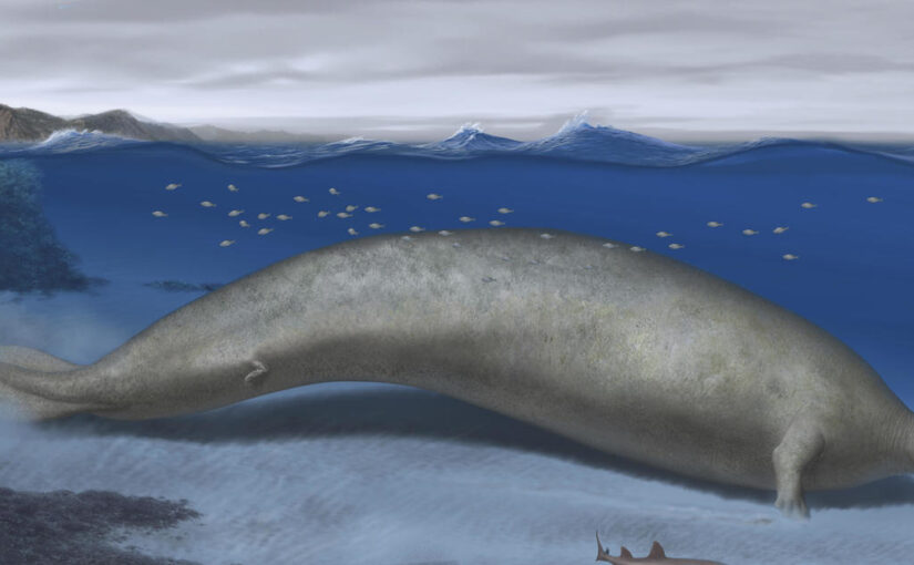 Newly discovered whale that lived almost 40 million years ago could be “heaviest animal ever,” experts say
