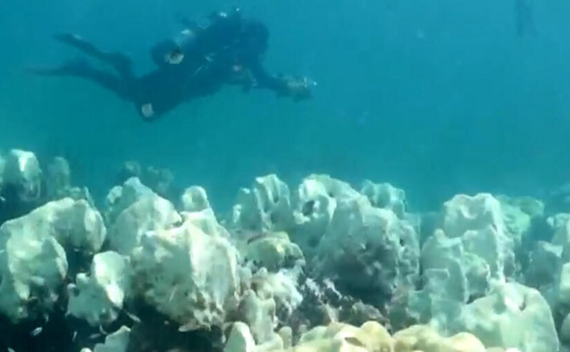 Urgent effort underway to save coral reefs from rising ocean temperatures off Florida Keys